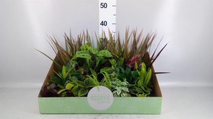 <h4>Planten  ..mix</h4>