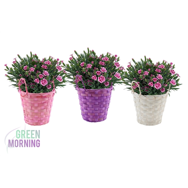 <h4>Dianthus pink kisses in Gekleurde Bamboe Mand</h4>