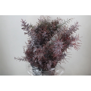 Mimosa Baleana Abs Red P Bunch