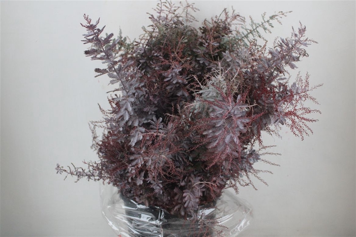 <h4>Mimosa Baleana Abs Red P Bunch</h4>