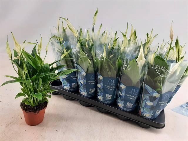 <h4>SPATH CHOPIN</h4>