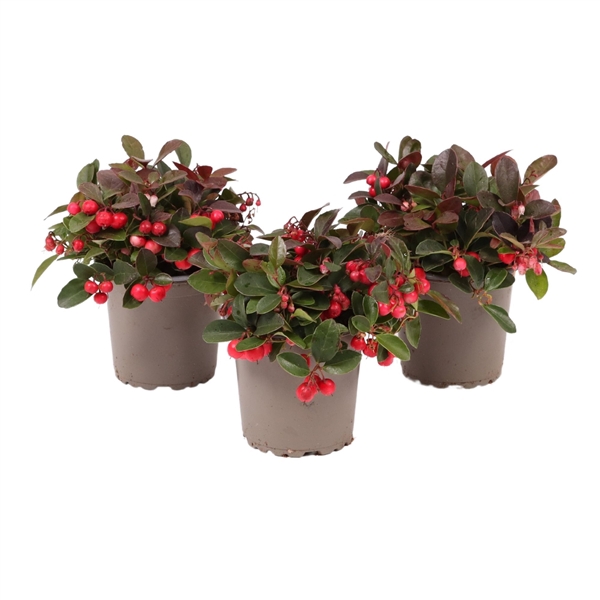 <h4>Gaultheria Big Berry, P9</h4>