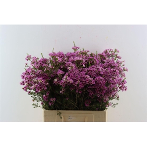 Chame Purple Erez