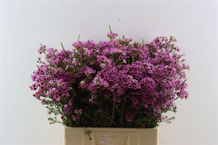 <h4>Chame Purple Erez</h4>