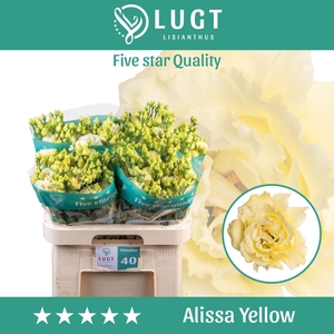 Eust. russ. DU 'Alissa Yellow' Lugt