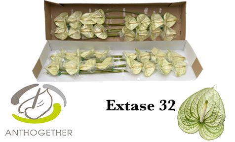 <h4>ANTH A EXTASE 32 Double Pack</h4>