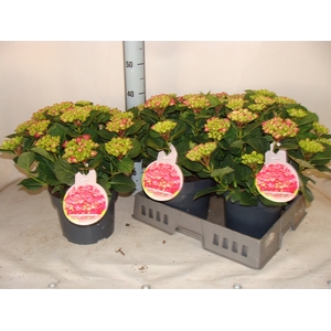 Hydrangea mac.   ...