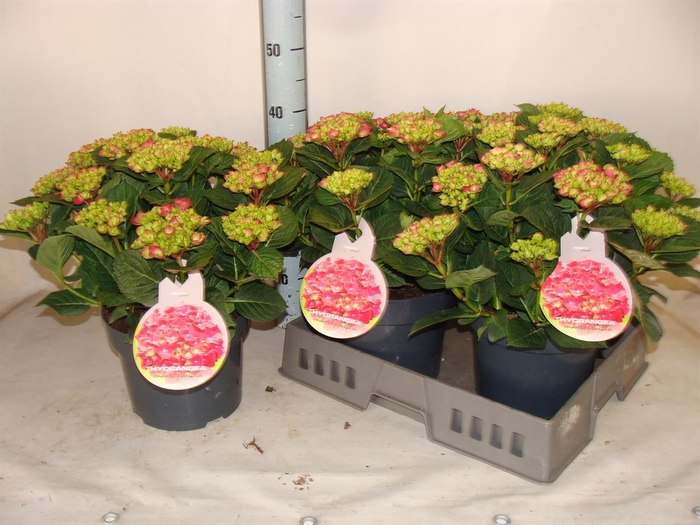 <h4>Hydrangea mac.   ...</h4>