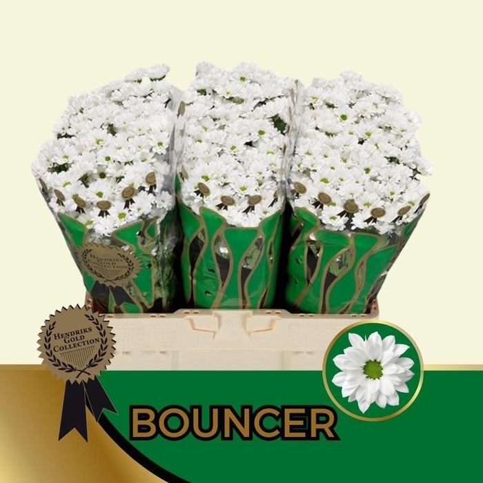 <h4>CHR S AAA BOUNCER</h4>