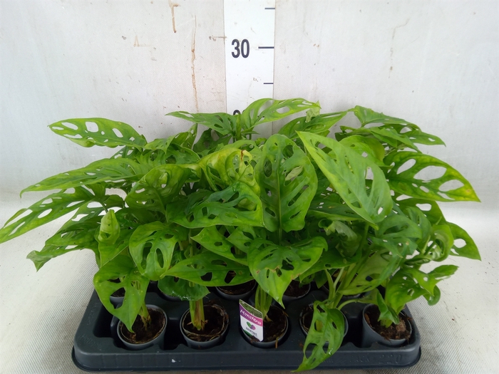 <h4>Monstera obliqua 'Monkey Mask'</h4>