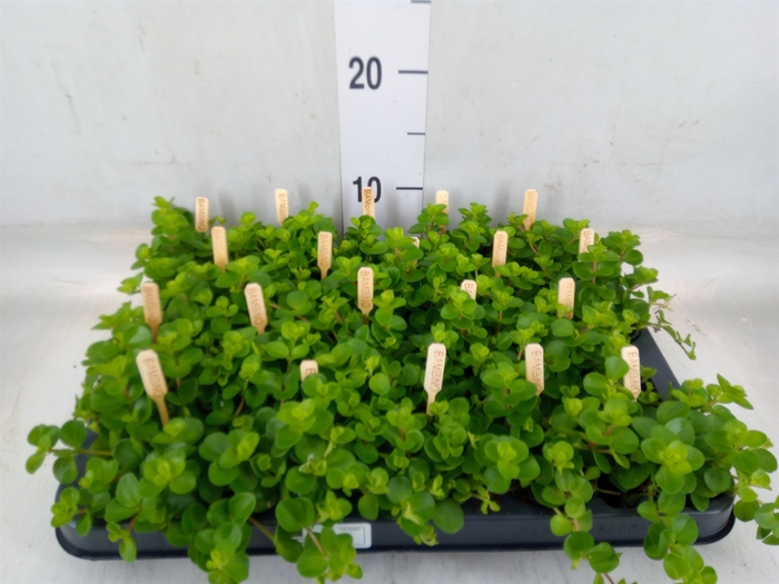 <h4>Peperomia rotundifolia</h4>