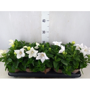 Platycodon grand. 'Astra White'