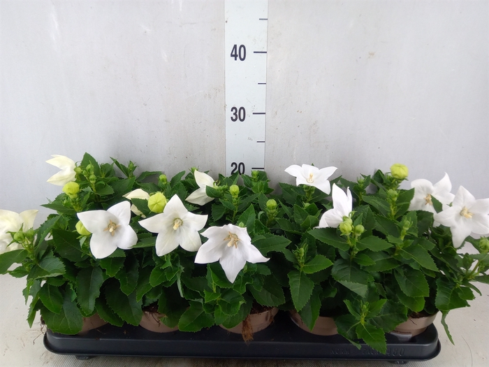 <h4>Platycodon grand. 'Astra White'</h4>