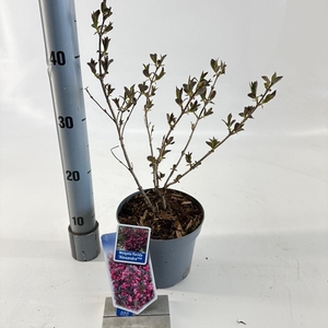 Weigela florida 'Alexandra' PBR (Wine & Roses)