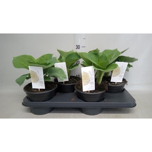 Hosta  'Bressingham Blue'