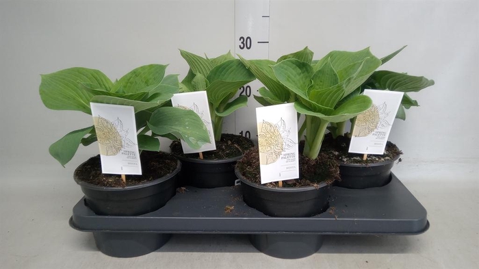 <h4>Hosta  'Bressingham Blue'</h4>