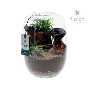 Arrangementen kamerplanten groen H% glas FC-24.0066FDH