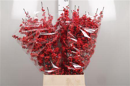 <h4>Ilex Ve Rode Bes</h4>