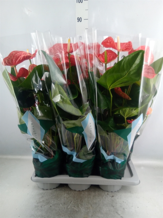 <h4>Anthurium andr. 'Madural'</h4>