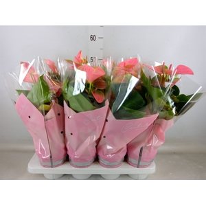 Anthurium andr. 'Sweet Dream'
