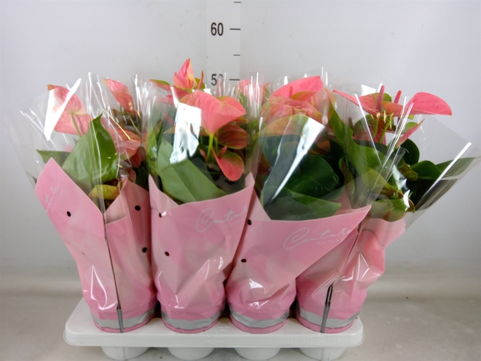 <h4>Anthurium andr. 'Sweet Dream'</h4>