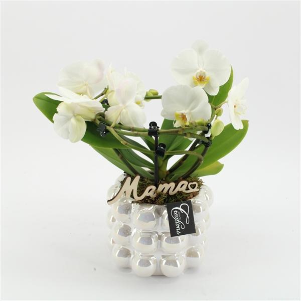 <h4>Arrangementen Phalaenopsis mt H%</h4>