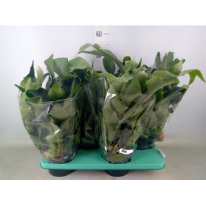 Platycerium bifurc. 'Netherlands'