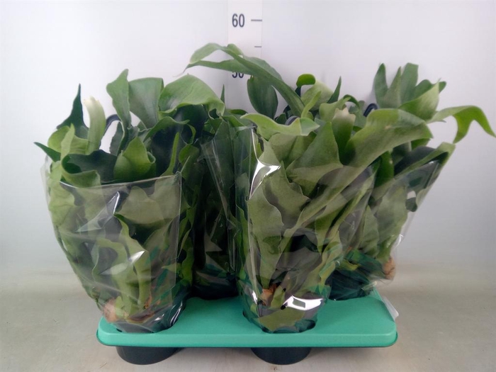 <h4>Platycerium bifurc. 'Netherlands'</h4>