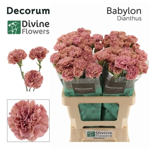 Dianthus ST 'Babylon'