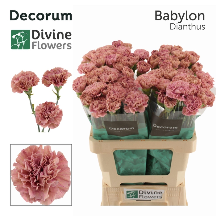 <h4>Dianthus ST 'Babylon'</h4>