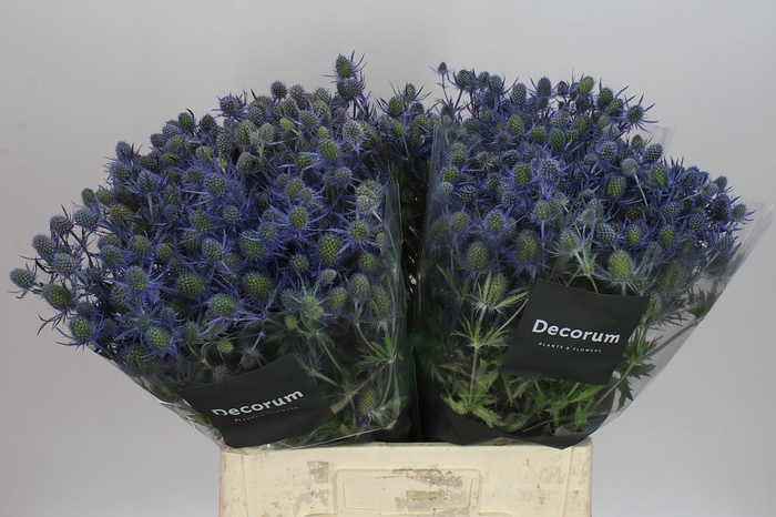 <h4>Eryngium Blue Lagoon</h4>