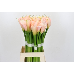 Zantedeschia Eydolls Salmon