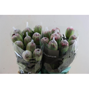 Chr G Kbh Antonov Hortensia