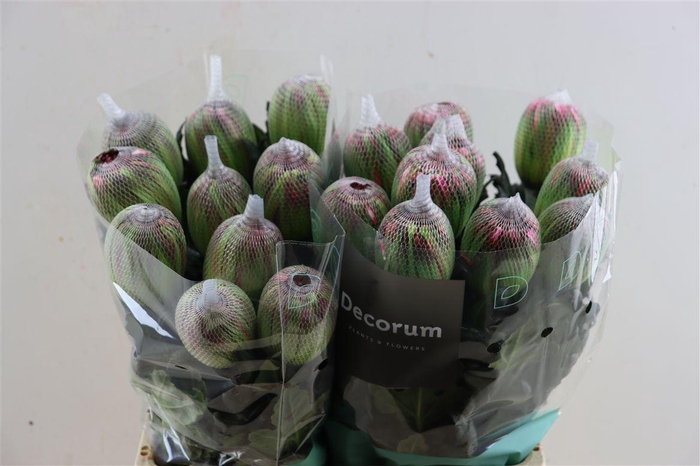 <h4>Chr G Kbh Antonov Hortensia</h4>