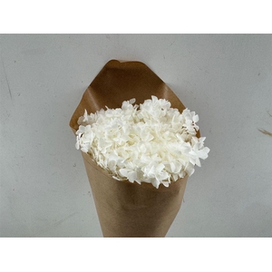 Pres Hydrangea Bleached Bunch