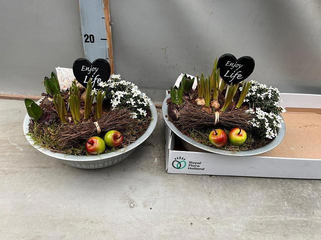 <h4>ARR BOL KNOLGEWAS</h4>