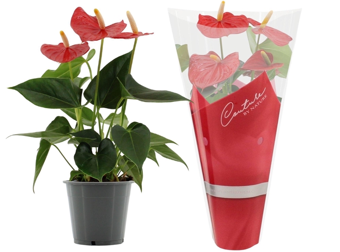 Anthurium Esudo in Couture sleeve