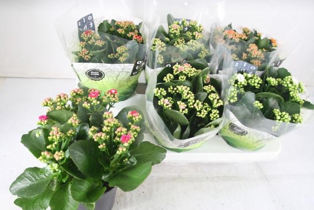 <h4>KAL GE GEM 5 KL</h4>