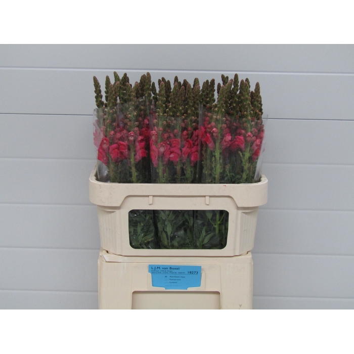 <h4>ANTIR POTO CHER ROSE</h4>