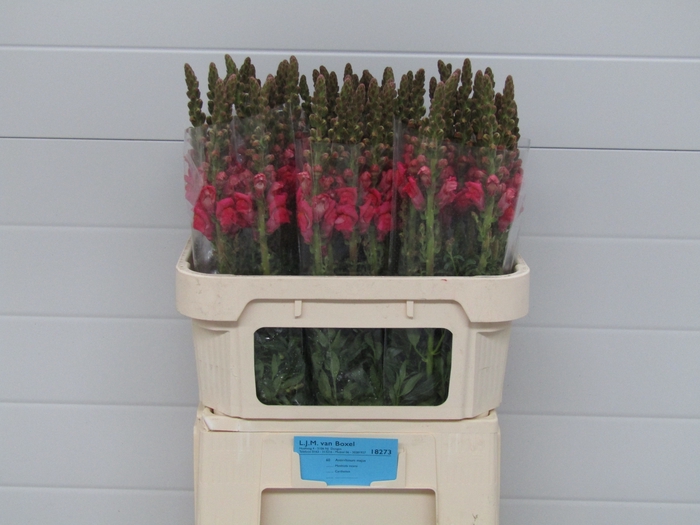 <h4>ANTIR POTO CHER ROSE</h4>