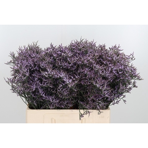 LIMON SAFORA LILAC
