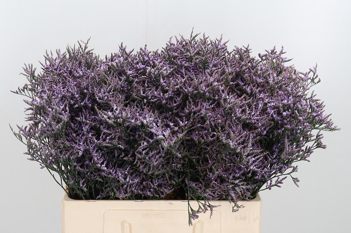 <h4>LIMON SAFORA LILAC</h4>