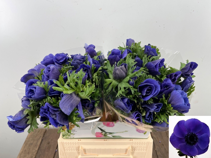 <h4>ANEM CO MAR BLUE</h4>