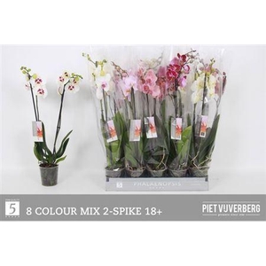 Phal Gem 8 Kl 2 Branches 18 Bloemen+