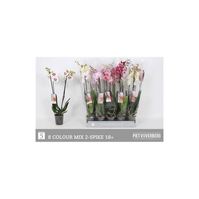 <h4>** Phal Gem 8 Kl 2 Branches 18+ * Winter Promo *</h4>