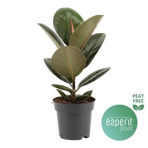 Ficus elastica Robusta