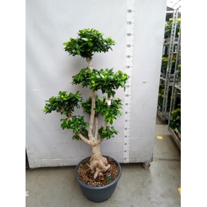 Ficus microcarpa 'Ginseng'