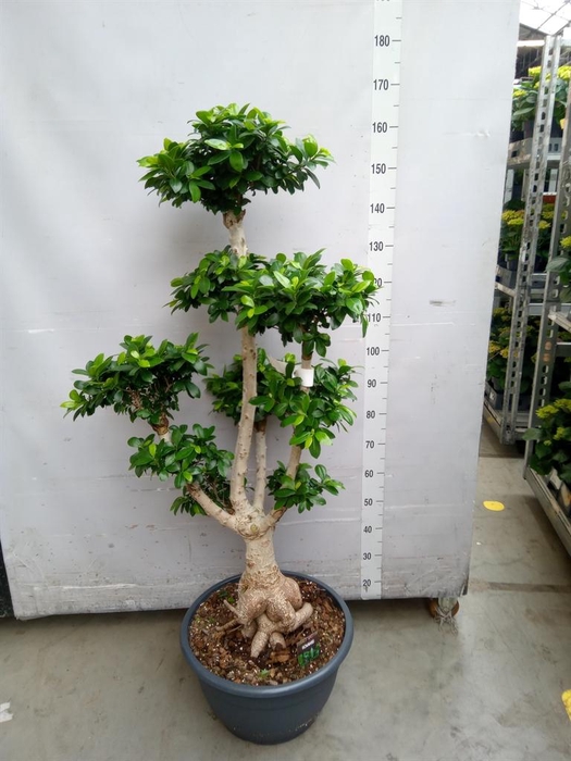 <h4>Ficus microcarpa 'Ginseng'</h4>