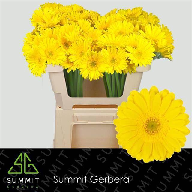 <h4>GERMINI MORENO</h4>