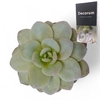 Echeveria Laui Cutflower Wincx-8cm